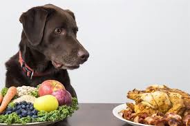 Köpek Beslenmesi: Doğru Yeme ve Beslenme İpuçları